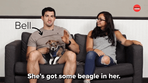 Dogs Beagle GIF by BuzzFeed