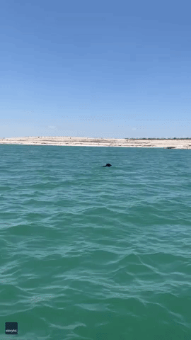 Rare Bear Spotted Cooling Off in South Texas Lake