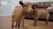 National Geographic Hello GIF by Nat Geo Wild