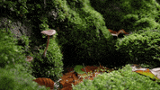fall rain GIF by Living Stills