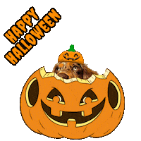 Fall Dachshund Sticker by Pimp Yo Pets