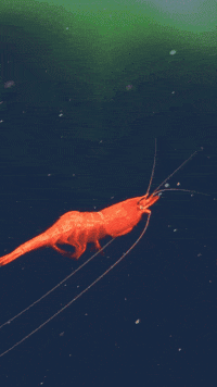 Relax Swimming GIF by Monterey Bay Aquarium
