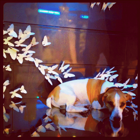 BasilSoda giphygifmaker basilsoda puncho GIF