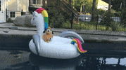 unicorn this is fine GIF by Product Hunt