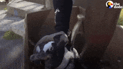 african penguin GIF by The Dodo