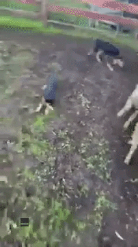 Dogs Sheep GIF by Storyful