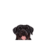 Tatiartblog Sticker