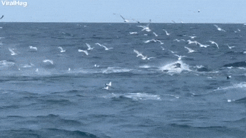 Humpback Whales Feeding