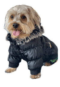 Lifewithlouie Sticker by Pawmiscuous