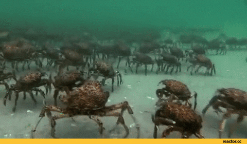 crab GIF