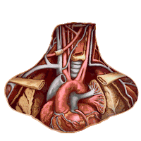 ABWomensHealth heart international womens day iwd neck Sticker