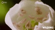 Blooming Time Lapse GIF by PBS