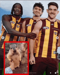 Afl Hawks GIF by Hawthorn Football Club
