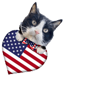 American Usa Sticker by Pimp Yo Pets