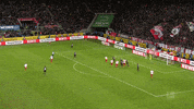 1 Fc Cologne Football GIF by 1. FC Köln