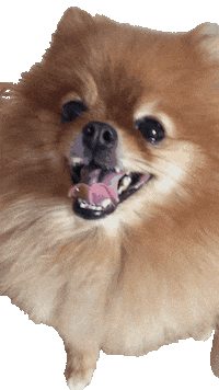 Dog Sleep Sticker