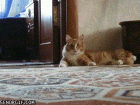 scared cat GIF by Cheezburger
