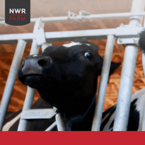 RedBarnMats giphygifmaker work red cow GIF