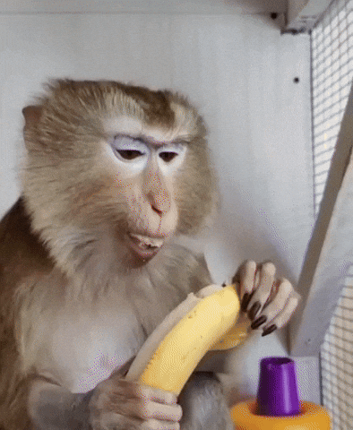 Monkey Lola GIF