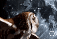 midnightnetwork crypto blockchain midnight privacy GIF