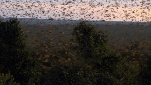 symphony for our world GIF by Nat Geo Wild 