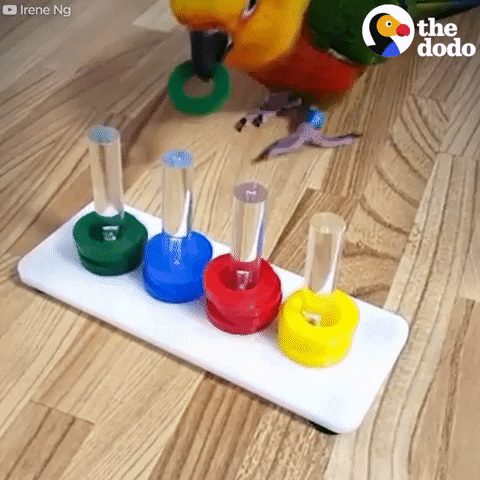 bird parrot GIF by The Dodo