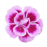 Summer Flower Sticker by Pink Kisses