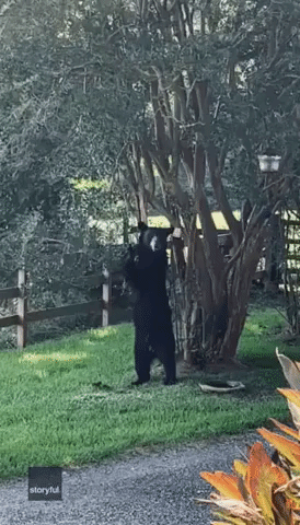 Hungry Bear Breaks Into Bird Feeder