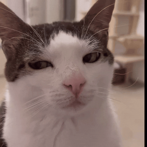 monkeycatluna crunchycat crunchycatluna luna judgy cat GIF