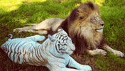 lion please work GIF