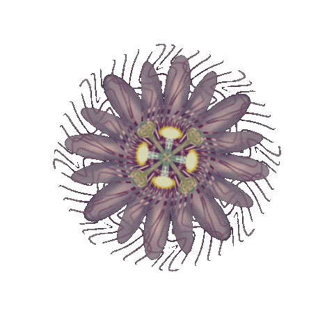 maypop giphyupload flower flowers spin Sticker