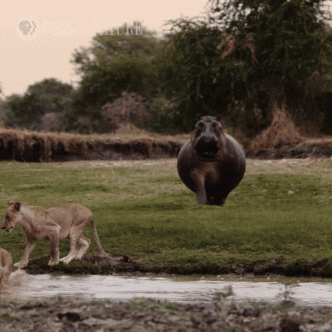 Run Away Pbs Nature GIF by Nature on PBS
