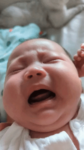 cuteanimalland giphyupload GIF