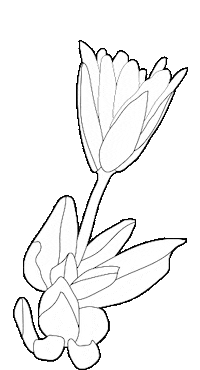 slnp_ white nature flower black Sticker