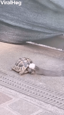 Tortoise Nips at Cats Tail