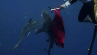 Bull Shark Matador