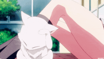 cat GIF