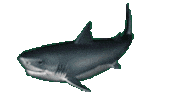 shark Sticker