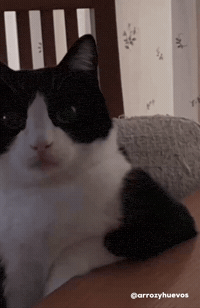 Serious Cat Seriously GIF