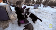nat geo wild yukon vet GIF by Dr. Oakley, Yukon Vet