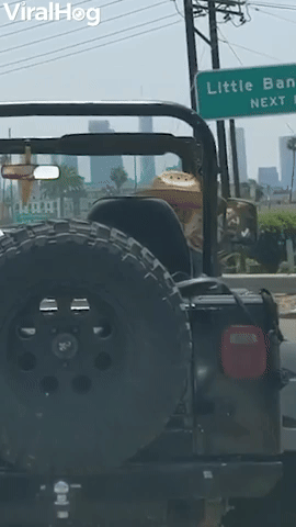 Hat Donning Doggie Stylishly Rides in Jeep