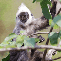 Troll Tamil GIF