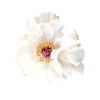 Flower Sticker by elan_cafe