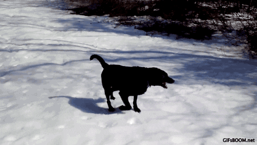 dog snow GIF