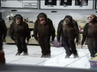 funny monkey GIF