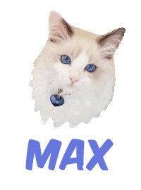 Cat Max Sticker