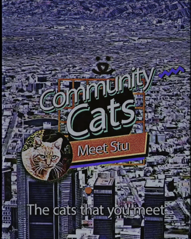 Community Cats: Meet Stu