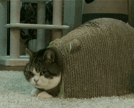 What Are You Looking At Cat GIF