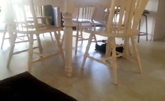 Cats Wtf GIF