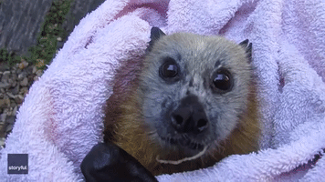 'Cranky' Rescue Bat Not So Sure About Banana Treat